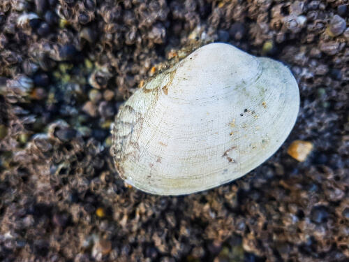 Almeja babosa o Venerupis pullastra