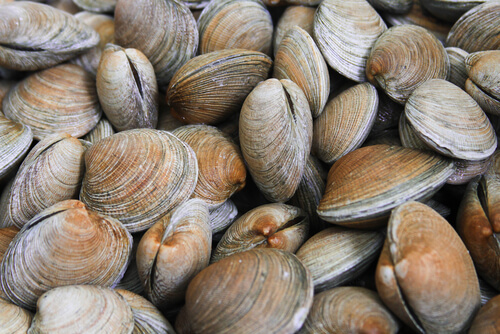 Almeja rubia o Venerupis rhomboideus