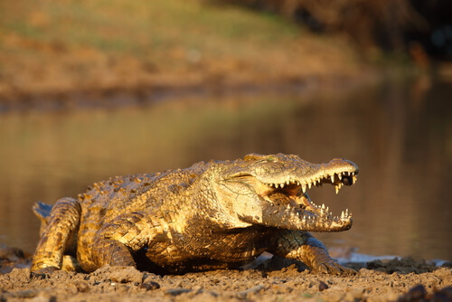 Animales más peligrosos de África: cocodrilo del Nilo