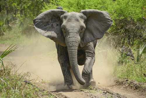 Animales más peligrosos de África: elefante