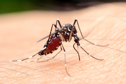 Animales más peligrosos de África: mosquito