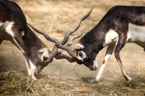 Astas y cuernos: las armas del reino animal
