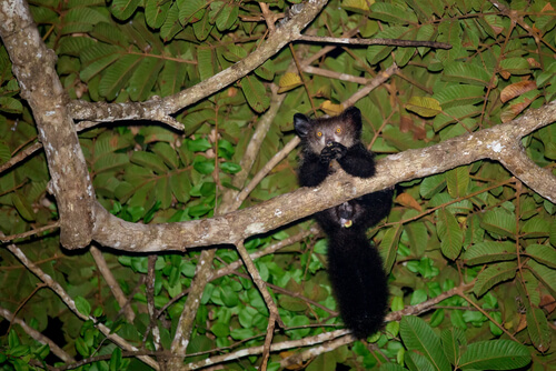 Aye-aye: características