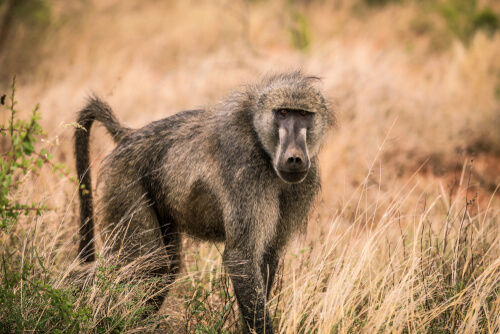 Facts about baboons.