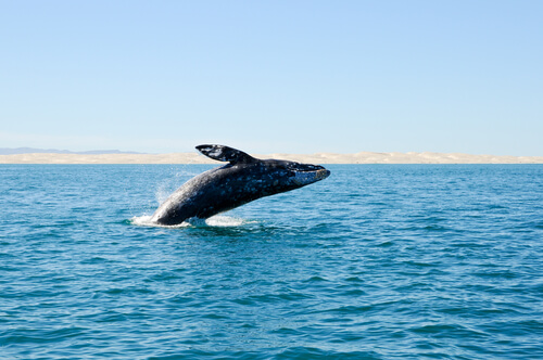 Se descubren ballenas extintas en costas españolas