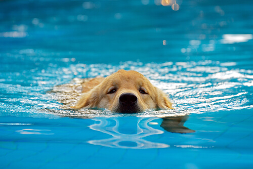 Bañar a tu cachorro en la piscina