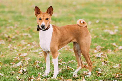 Basenji: perros menos obedientes
