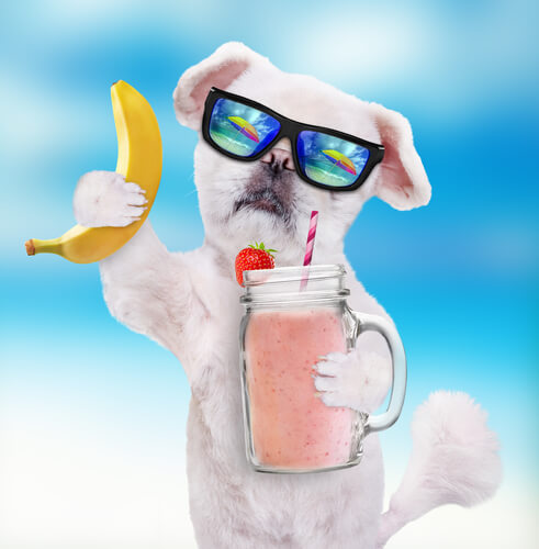 Batidos para perros
