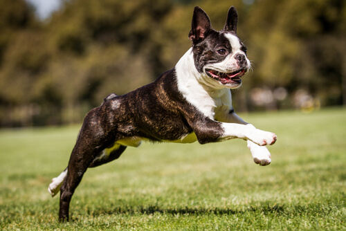 Boston terrier