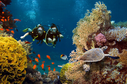 Bucear entre arrecifes de coral