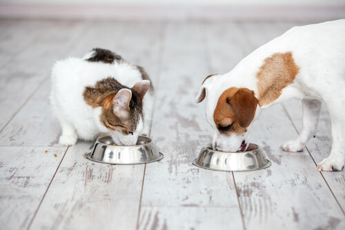 Cómo reconocer un buen alimento para mascotas