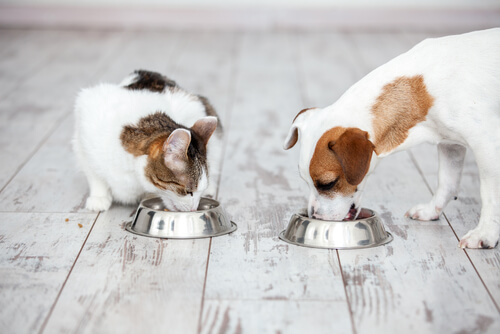 Buen alimento para mascotas