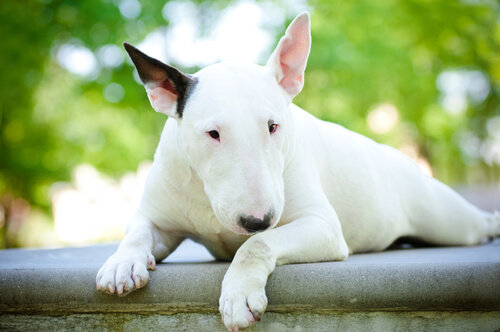 Bull terrier