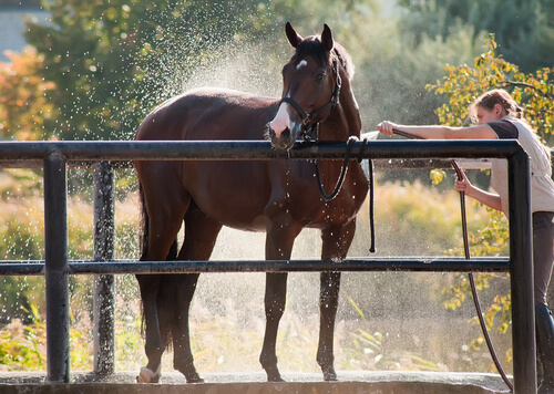 ¿Cómo refrescar a tu caballo en verano?