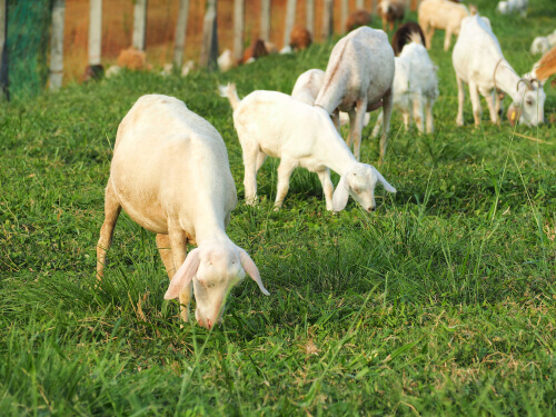 Cabras de granja