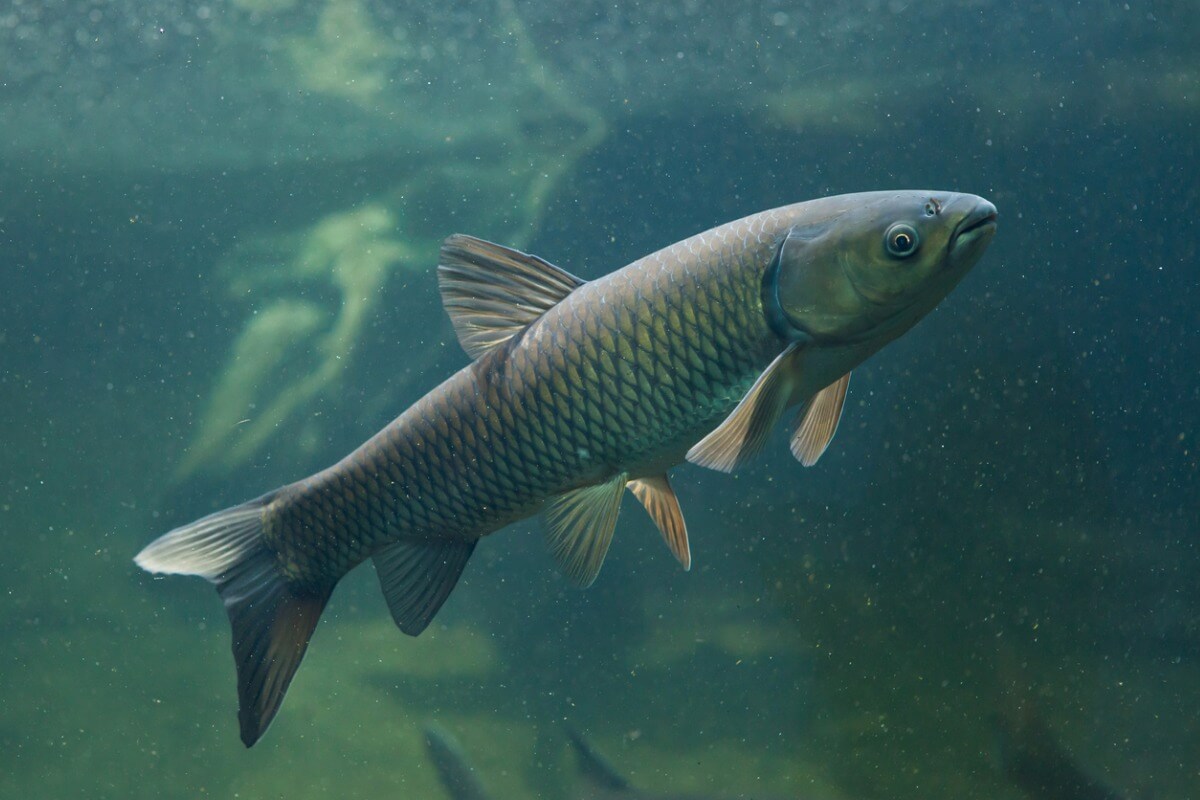 Una carpa herbívora, uno de los peces que pueden criarse.
