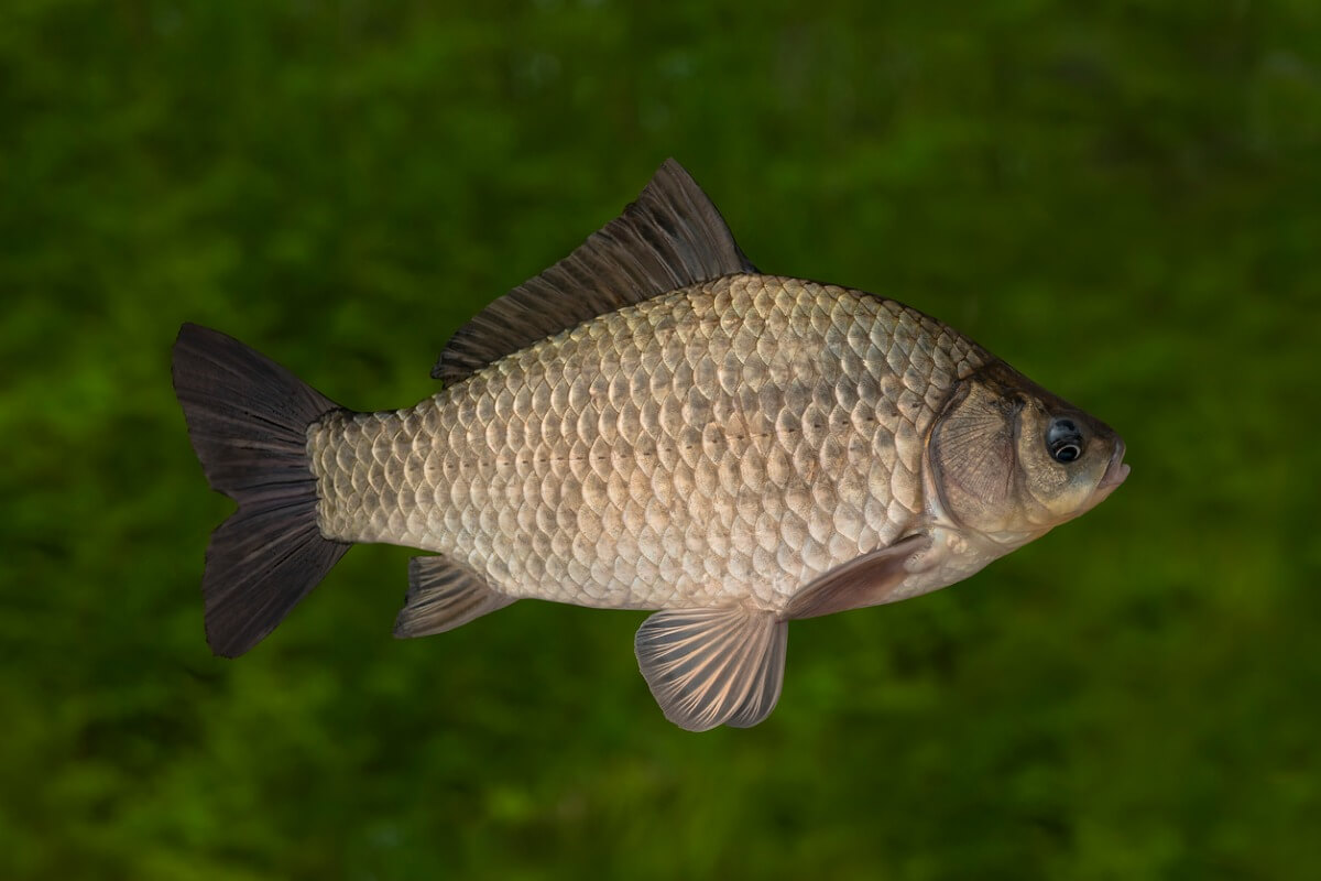 Un carpín en un río.