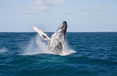 Caza de ballenas legal