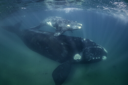Caza de ballenas en País Vasco