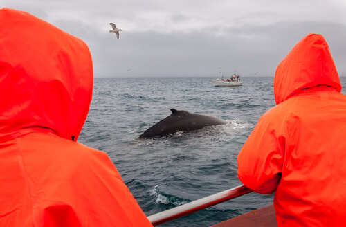 Caza de la ballena