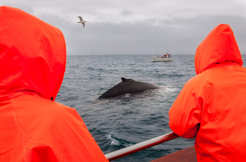 Denuncian la caza de la ballena más grande del mundo