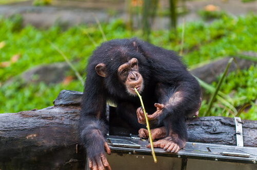 Chimpancé caza con lanza