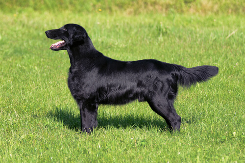 Cobrador de pelo liso: temperamento