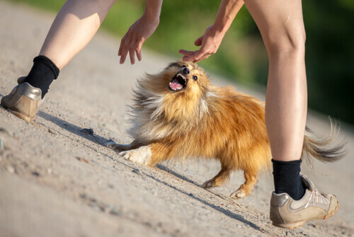 Cómo actuar si un perro te ataca