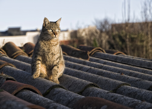 Cómo ahuyentar a los gatos de mi techo