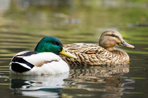 Cómo construir un estanque para patos