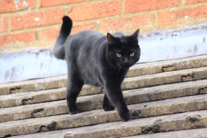 ¿Cómo espantar a un gato de tu tejado?