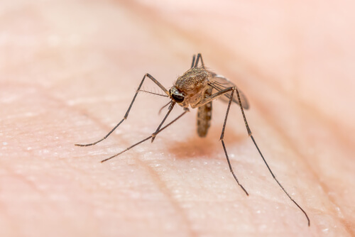 Cómo evitar que te piquen los mosquitos de noche