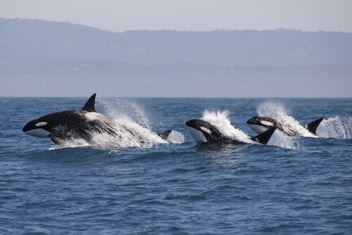 Resultado de imagen para cetaceos