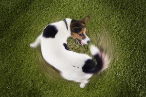 Las conductas compulsivas en perros más comunes