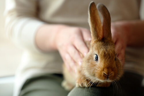 Un coniglio domestico