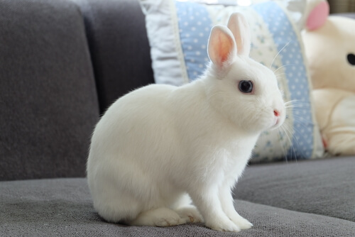 Conejo enano: comportamiento