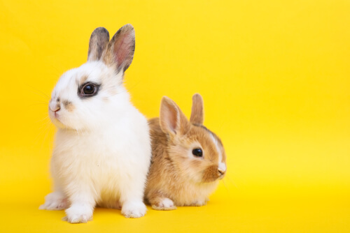 Características y cuidados del conejo toy