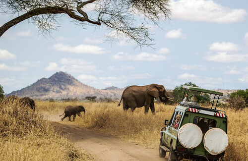 Consejos para hacer un safari Consejos para hacer un safari