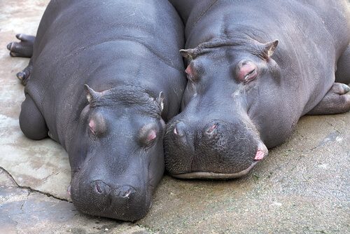 Cortejo animal del hipopótamo