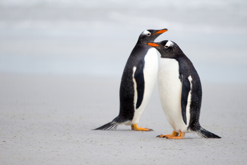 Cortejo animal del pingüino Gentú