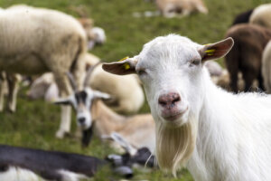 Diferencias de cría entre ovejas y cabras