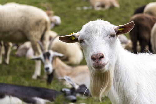 Diferencias de cría entre ovejas y cabras