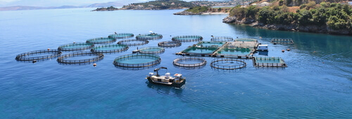 Cría de peces para consumo humano