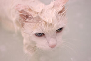 Cuidados del pelo del gato de Angora