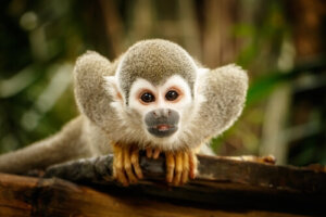 Curiosidades de los animales