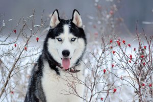 ¿Por qué los huskys siberianos tienen los ojos azules?