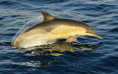 Delfín común o Delphinus delphis