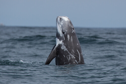 Delfín de Risso o calderón gris o Grampus griseus
