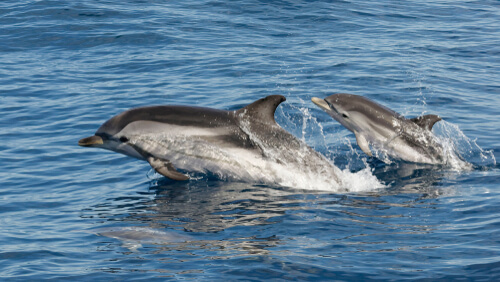 Delfín listado o Stenella coeruleoalba
