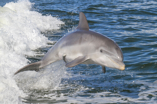 Delfín nariz de botella o mular o Tursiops truncatus